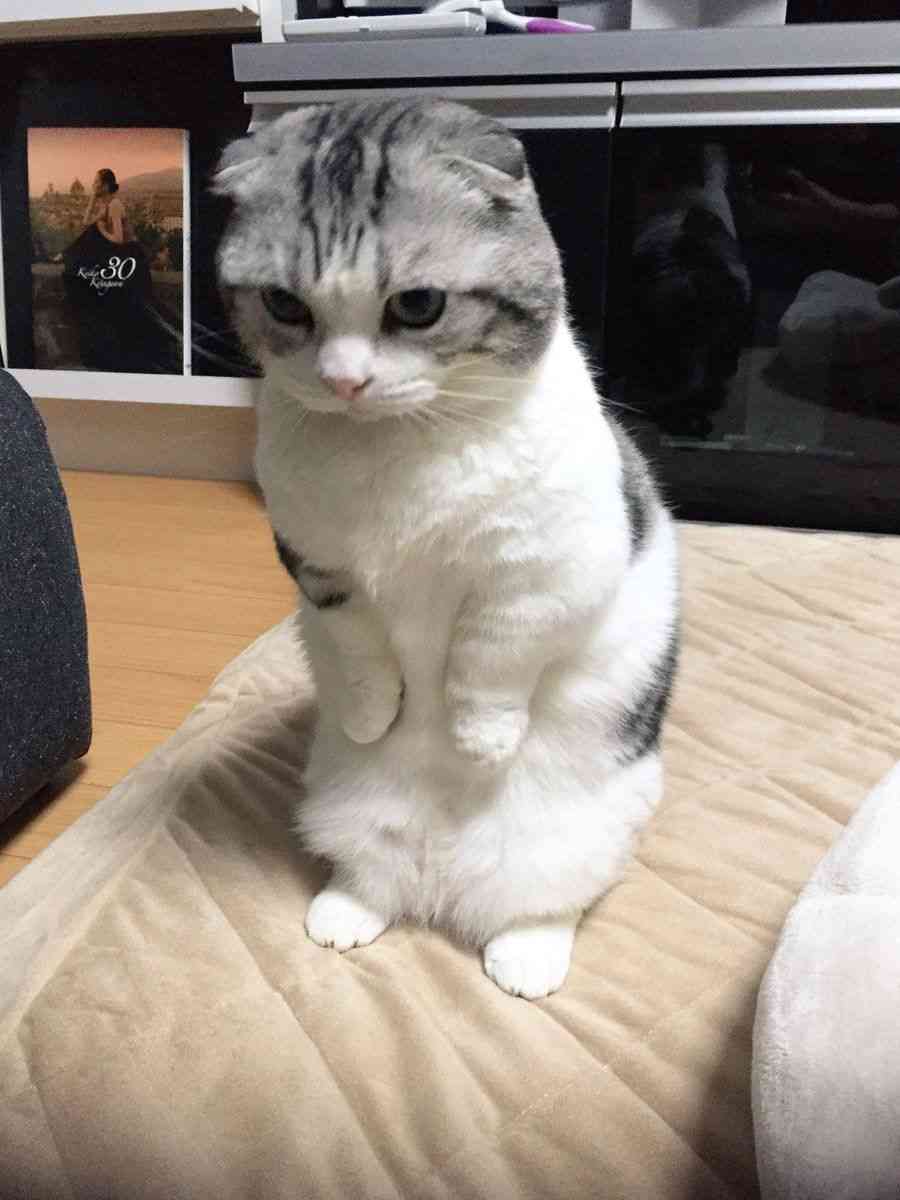 ねこ時々うさぎの写真を貼るトピ