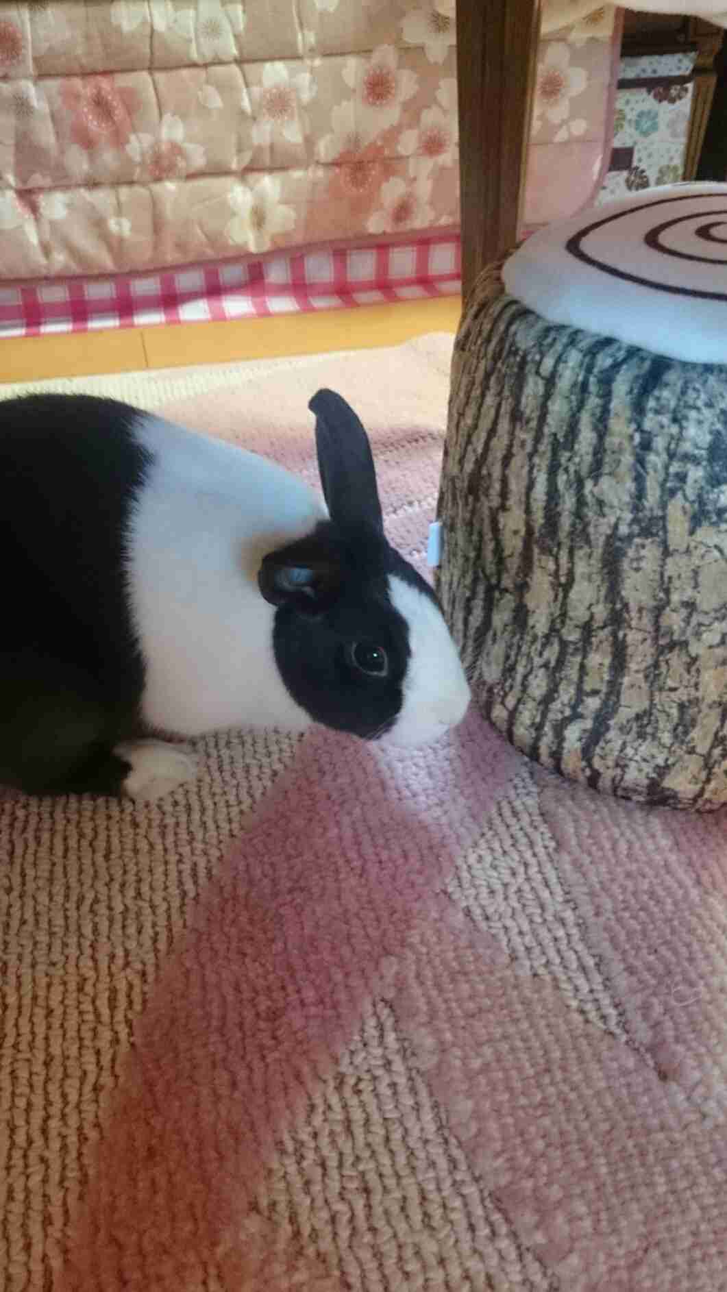 ねこ時々うさぎの写真を貼るトピ