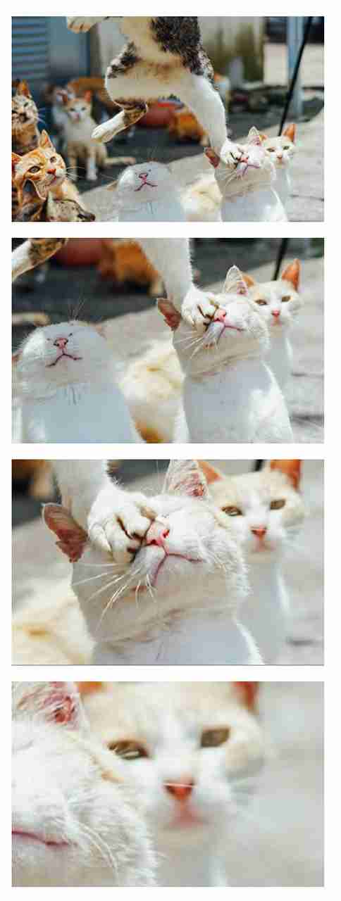 ねこ時々うさぎの写真を貼るトピ