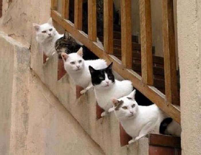 ねこ時々うさぎの写真を貼るトピ