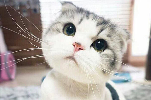 ねこ時々うさぎの写真を貼るトピ