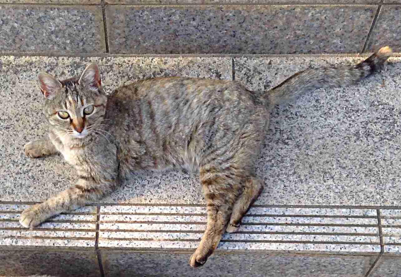 ねこ時々うさぎの写真を貼るトピ