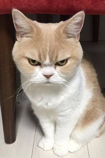 ねこ時々うさぎの写真を貼るトピ