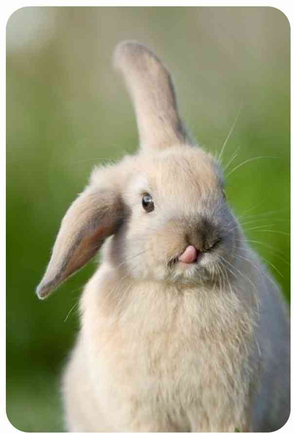 ねこ時々うさぎの写真を貼るトピ