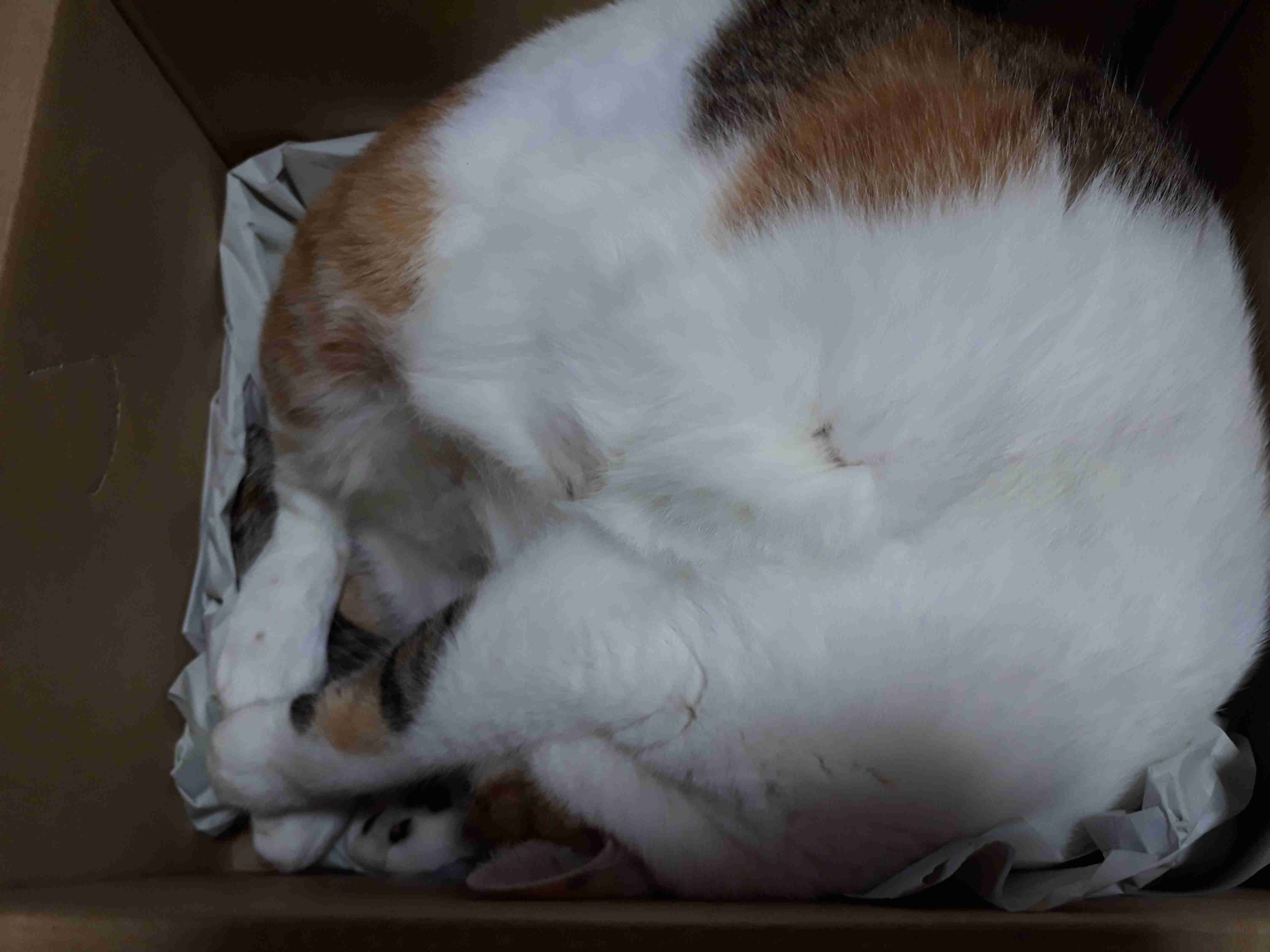 ねこ時々うさぎの写真を貼るトピ