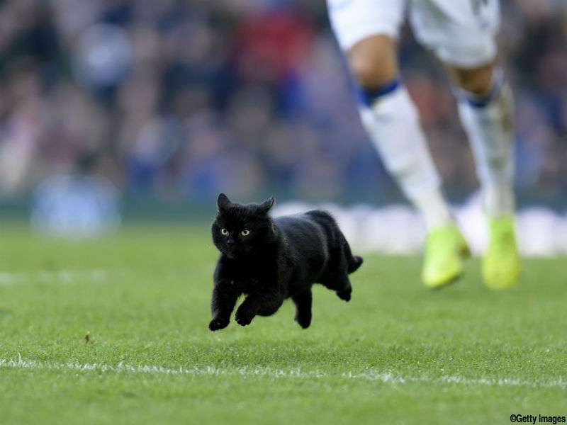 ねこ時々うさぎの写真を貼るトピ