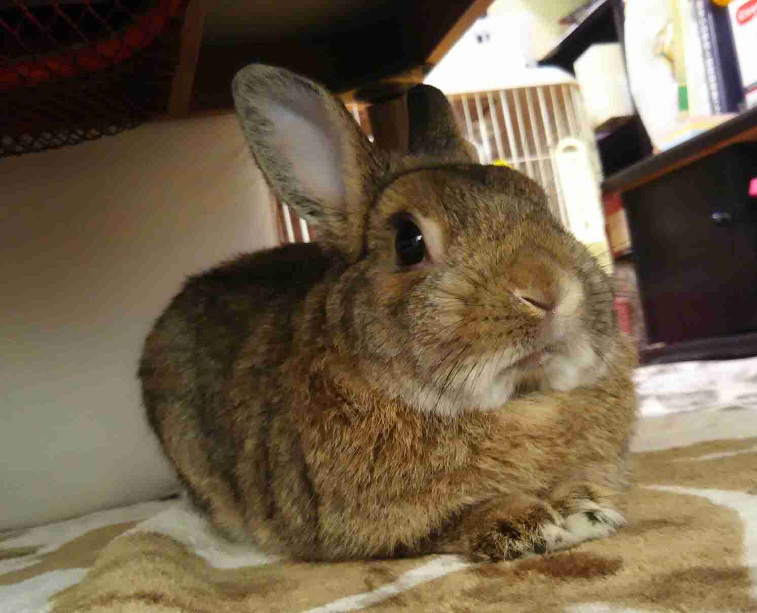 ねこ時々うさぎの写真を貼るトピ