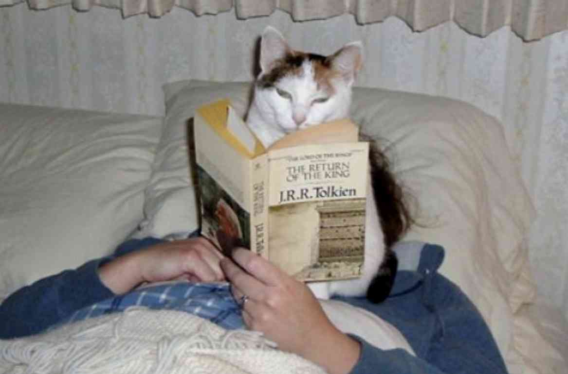 ねこ時々うさぎの写真を貼るトピ