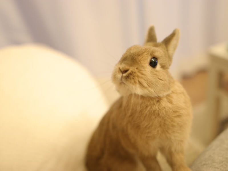 ねこ時々うさぎの写真を貼るトピ