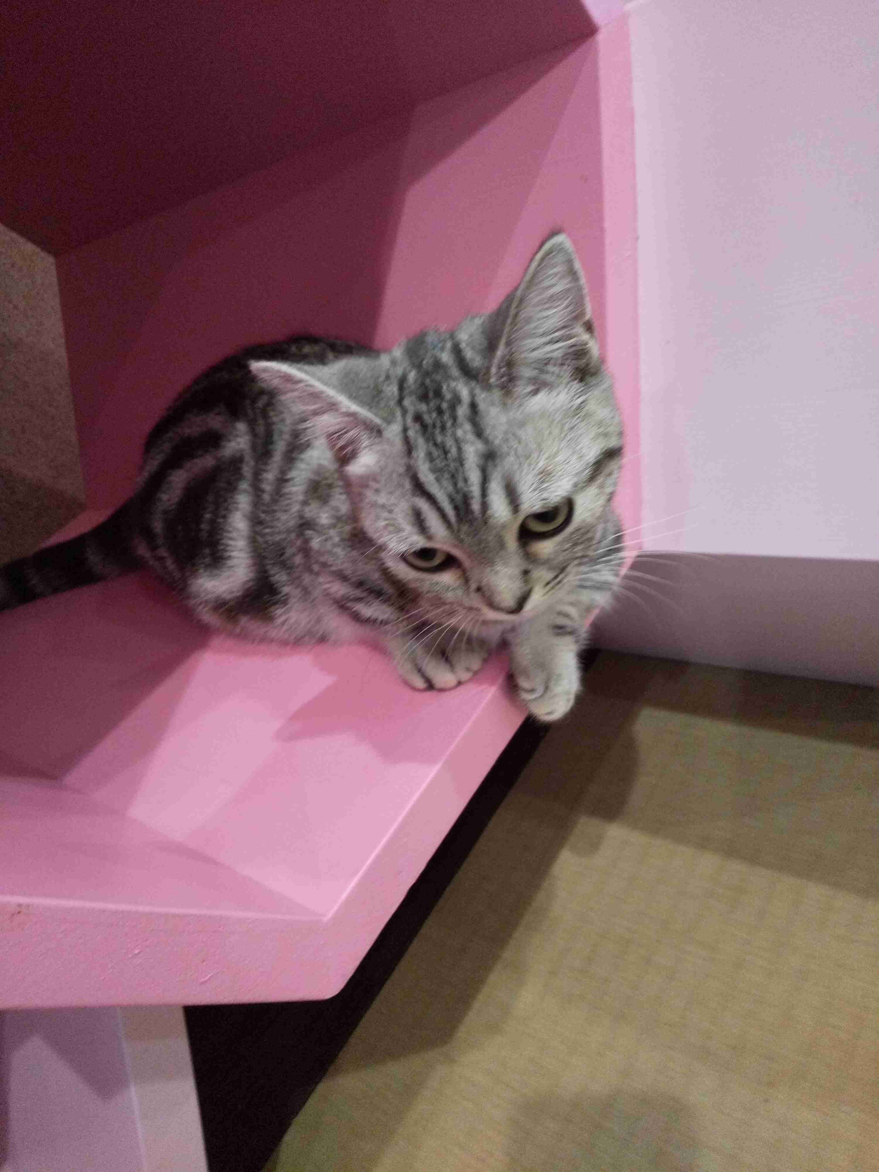 ねこ時々うさぎの写真を貼るトピ