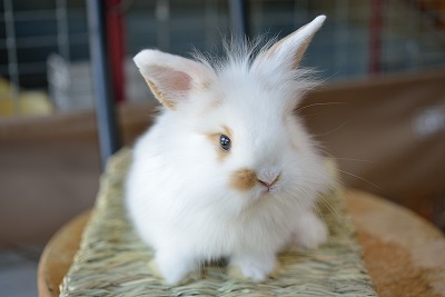 ねこ時々うさぎの写真を貼るトピ