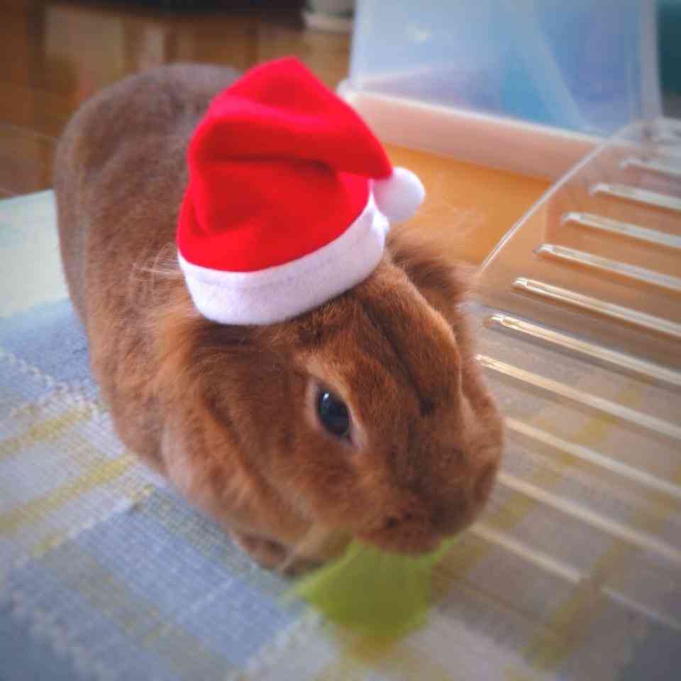 ねこ時々うさぎの写真を貼るトピ