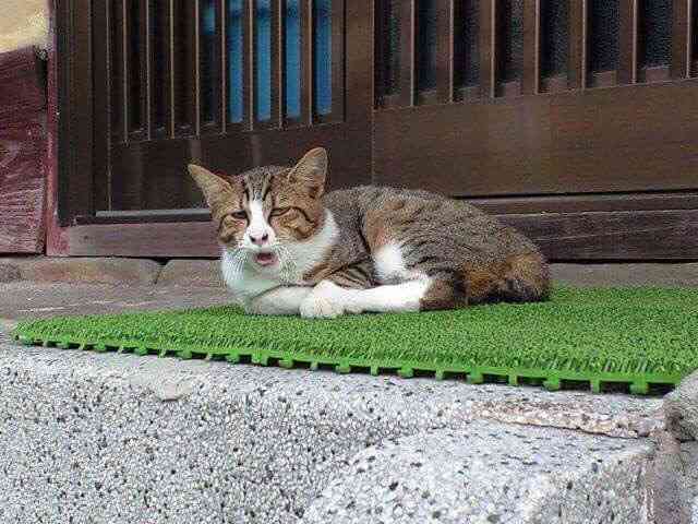 ねこ時々うさぎの写真を貼るトピ