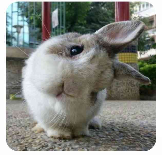 ねこ時々うさぎの写真を貼るトピ