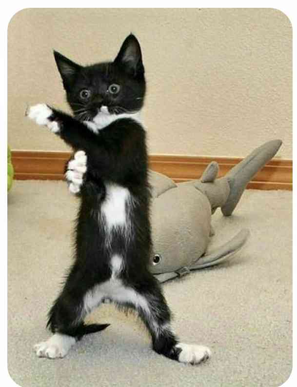 ねこ時々うさぎの写真を貼るトピ