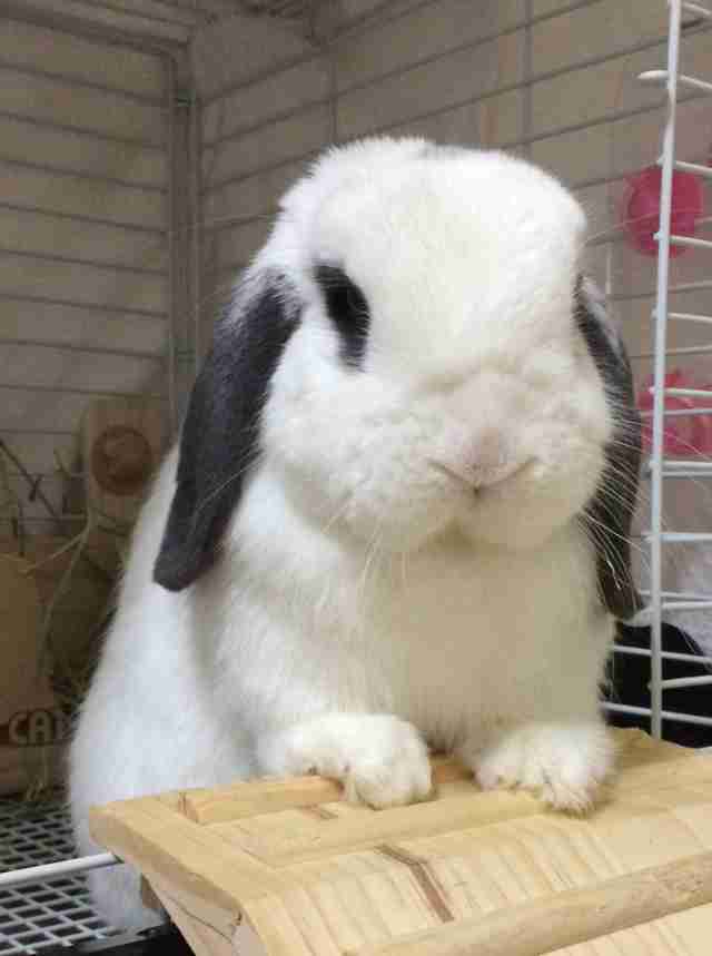 ねこ時々うさぎの写真を貼るトピ