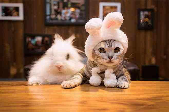 ねこ時々うさぎの写真を貼るトピ