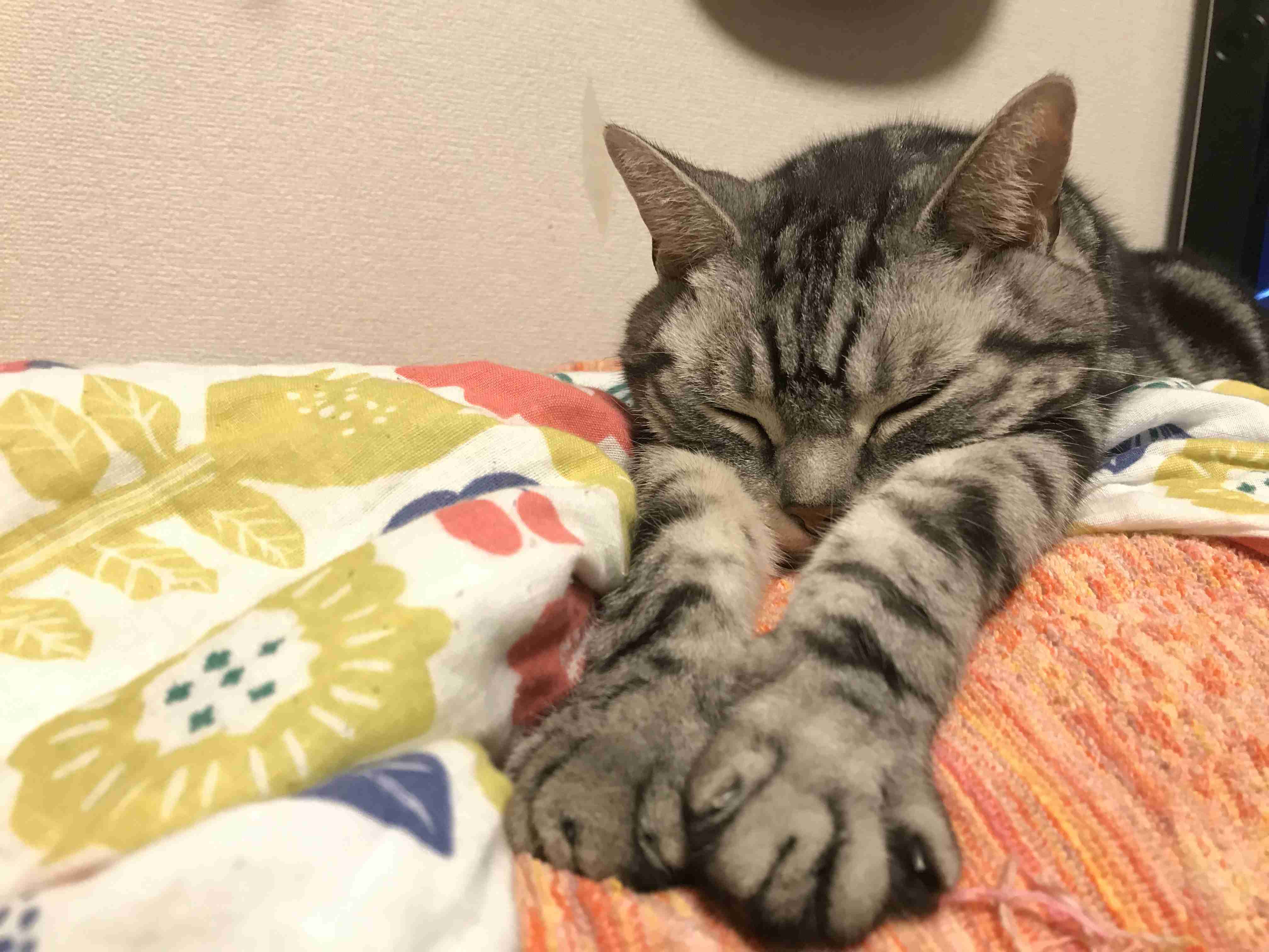 ねこ時々うさぎの写真を貼るトピ