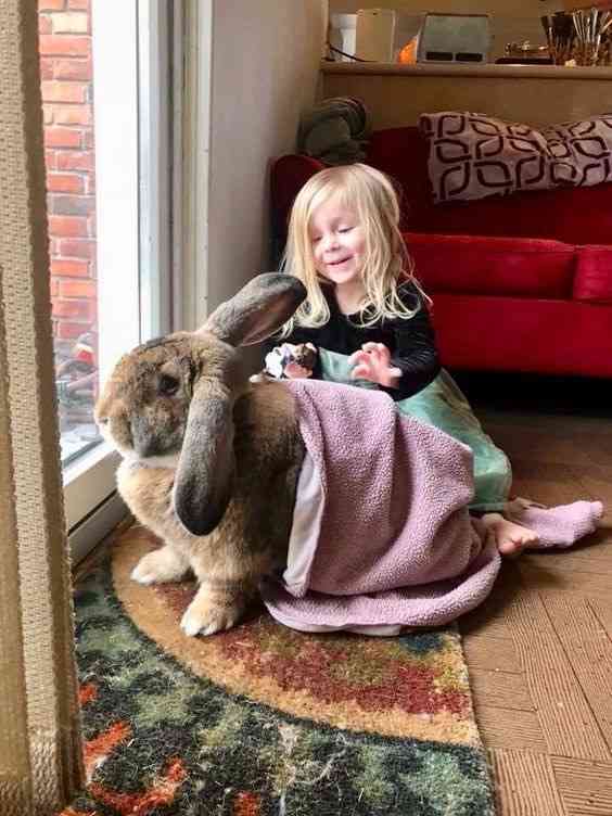 ねこ時々うさぎの写真を貼るトピ