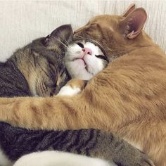 ねこ時々うさぎの写真を貼るトピ