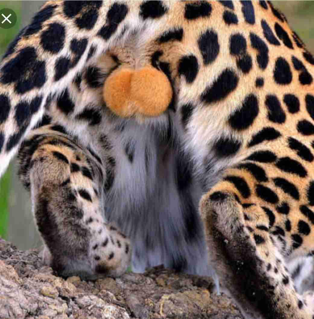 ねこ時々うさぎの写真を貼るトピ