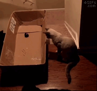 ねこ時々うさぎの写真を貼るトピ