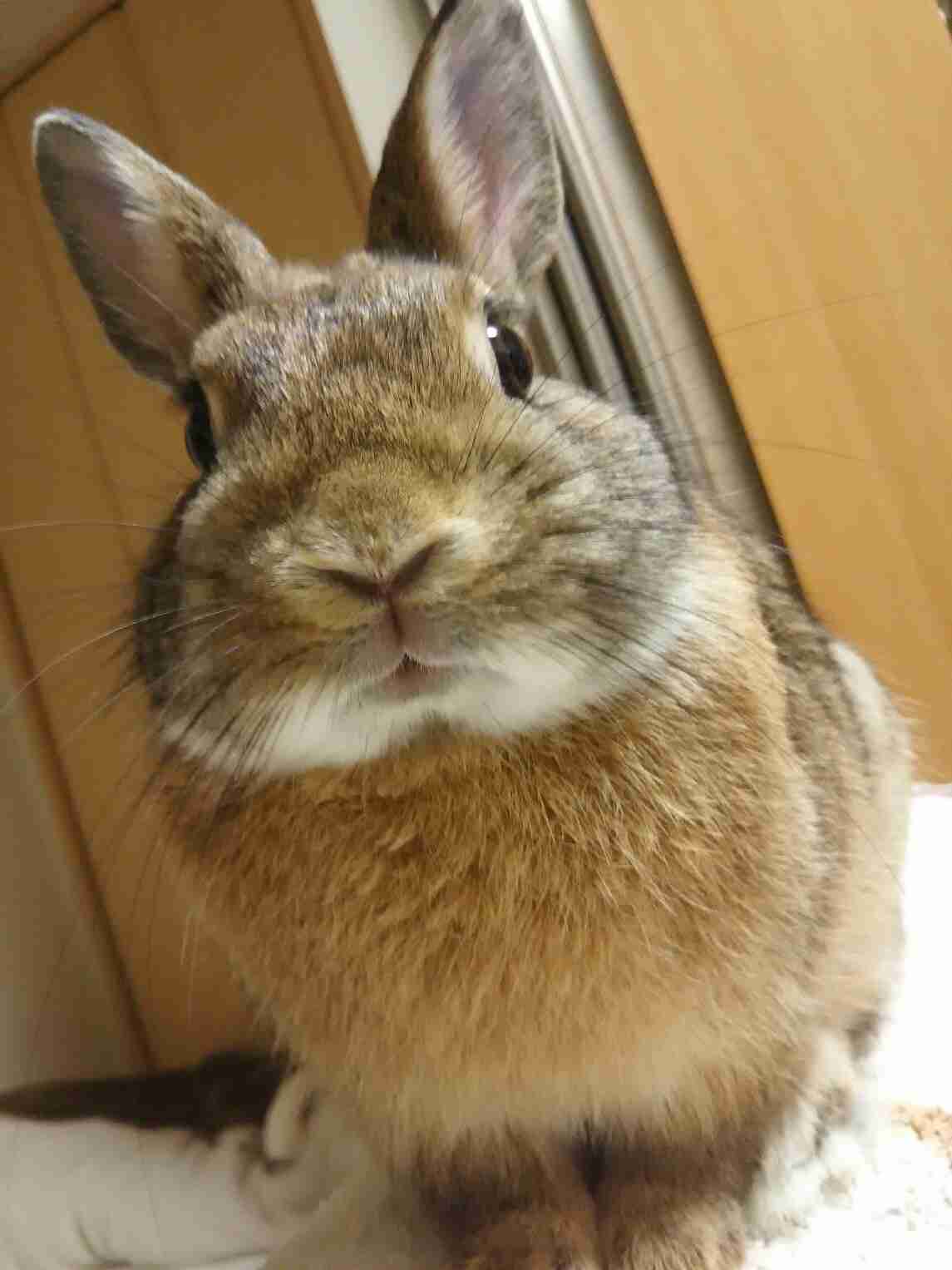 ねこ時々うさぎの写真を貼るトピ