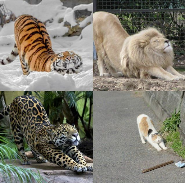 ねこ時々うさぎの写真を貼るトピ