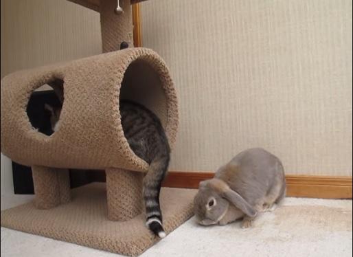 ねこ時々うさぎの写真を貼るトピ