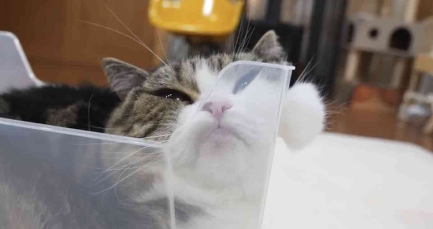 ねこ時々うさぎの写真を貼るトピ