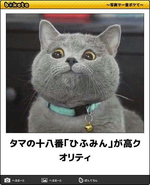 ねこ時々うさぎの写真を貼るトピ