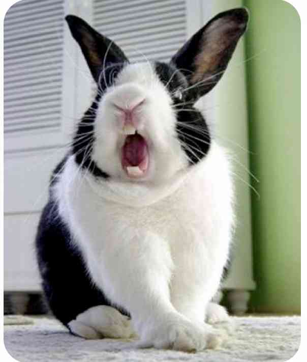 ねこ時々うさぎの写真を貼るトピ