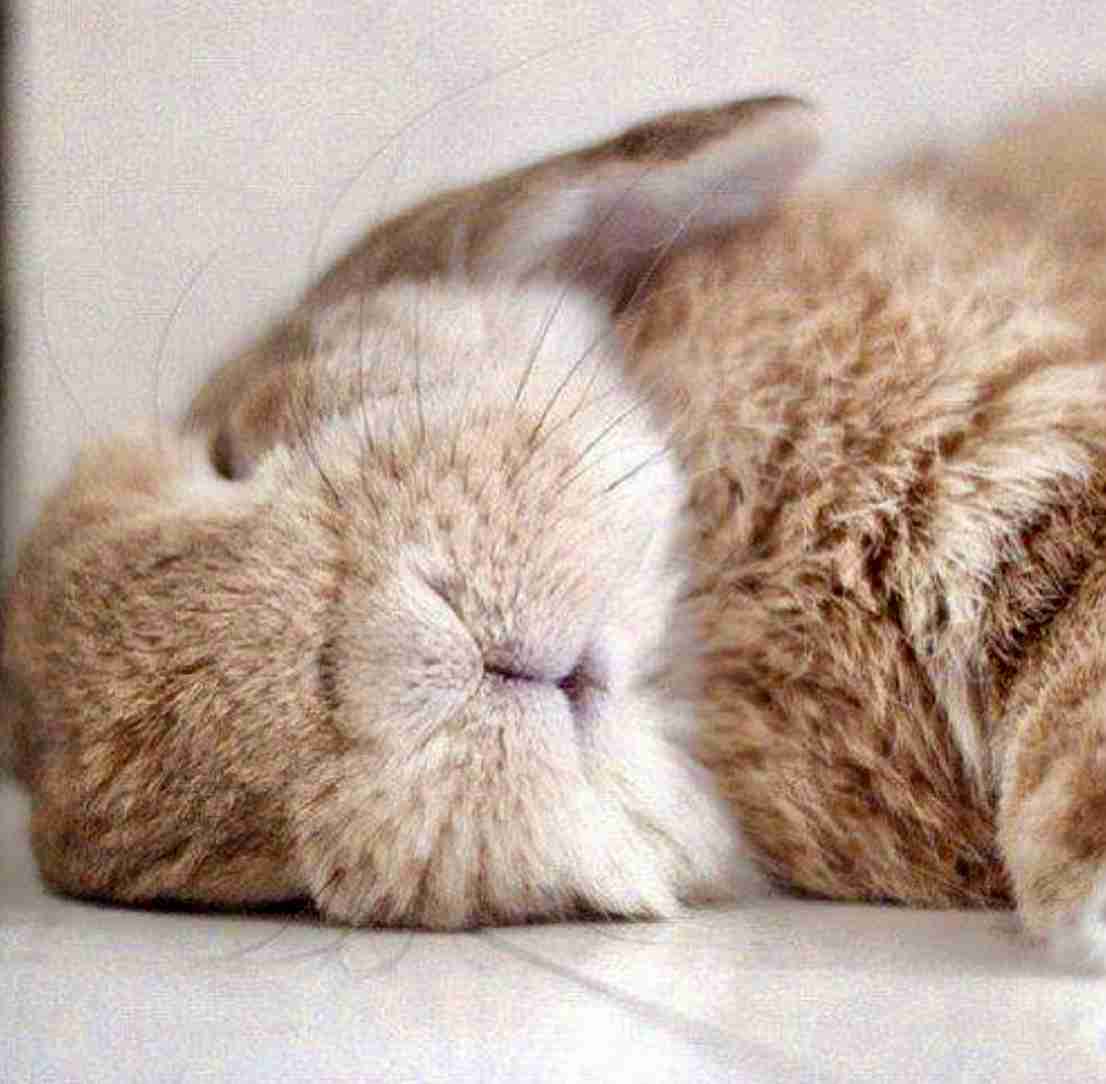 ねこ時々うさぎの写真を貼るトピ