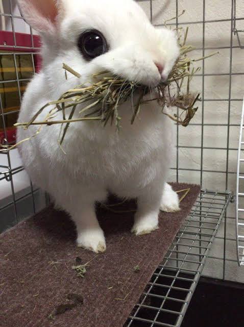 ねこ時々うさぎの写真を貼るトピ