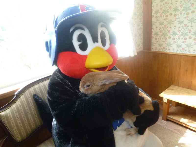 ねこ時々うさぎの写真を貼るトピ