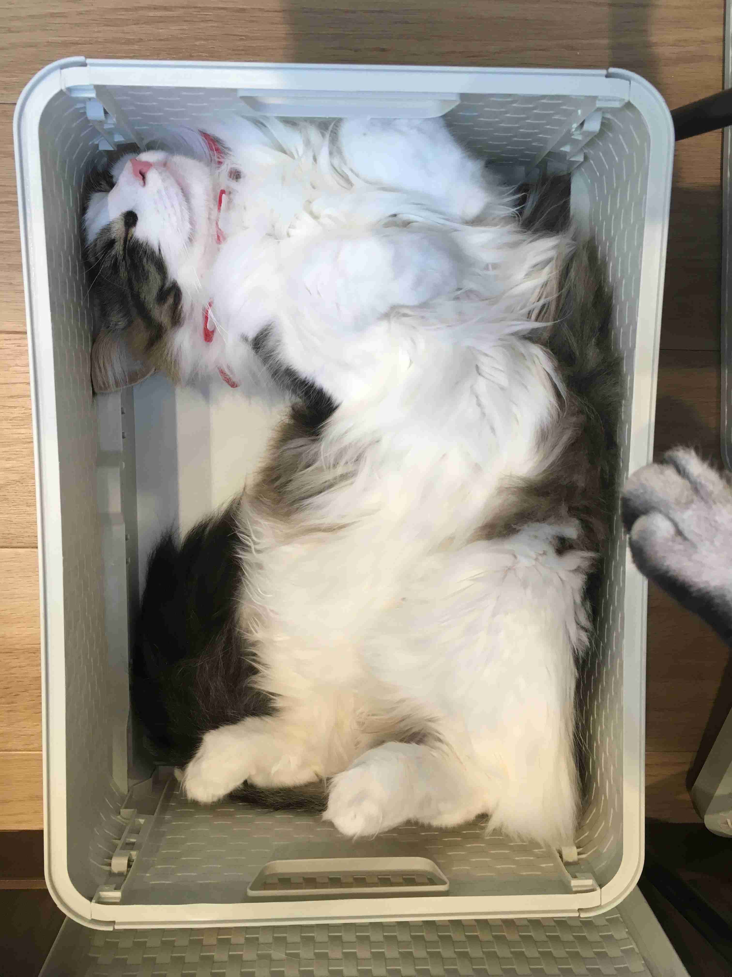 ねこ時々うさぎの写真を貼るトピ