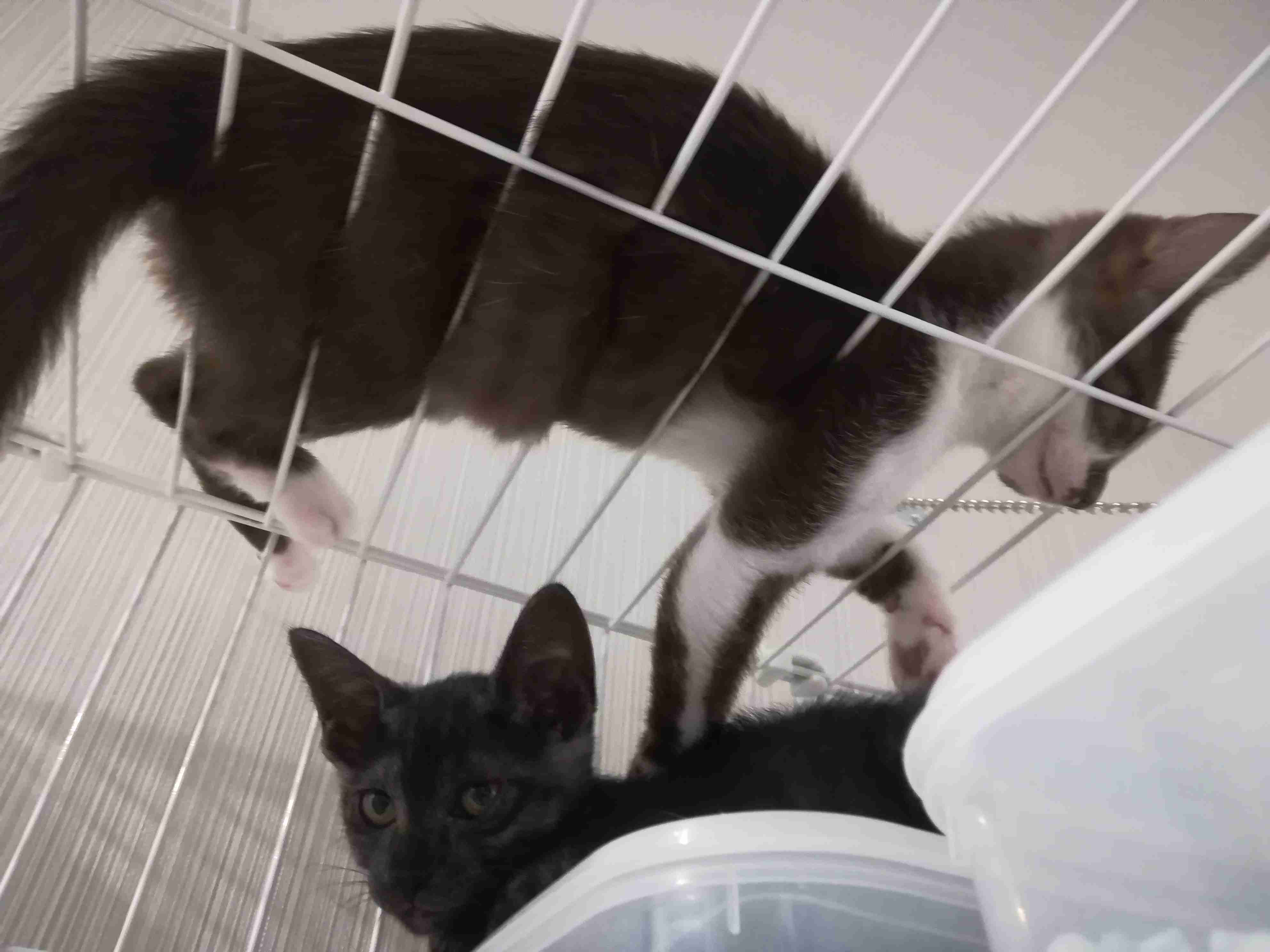 ねこ時々うさぎの写真を貼るトピ