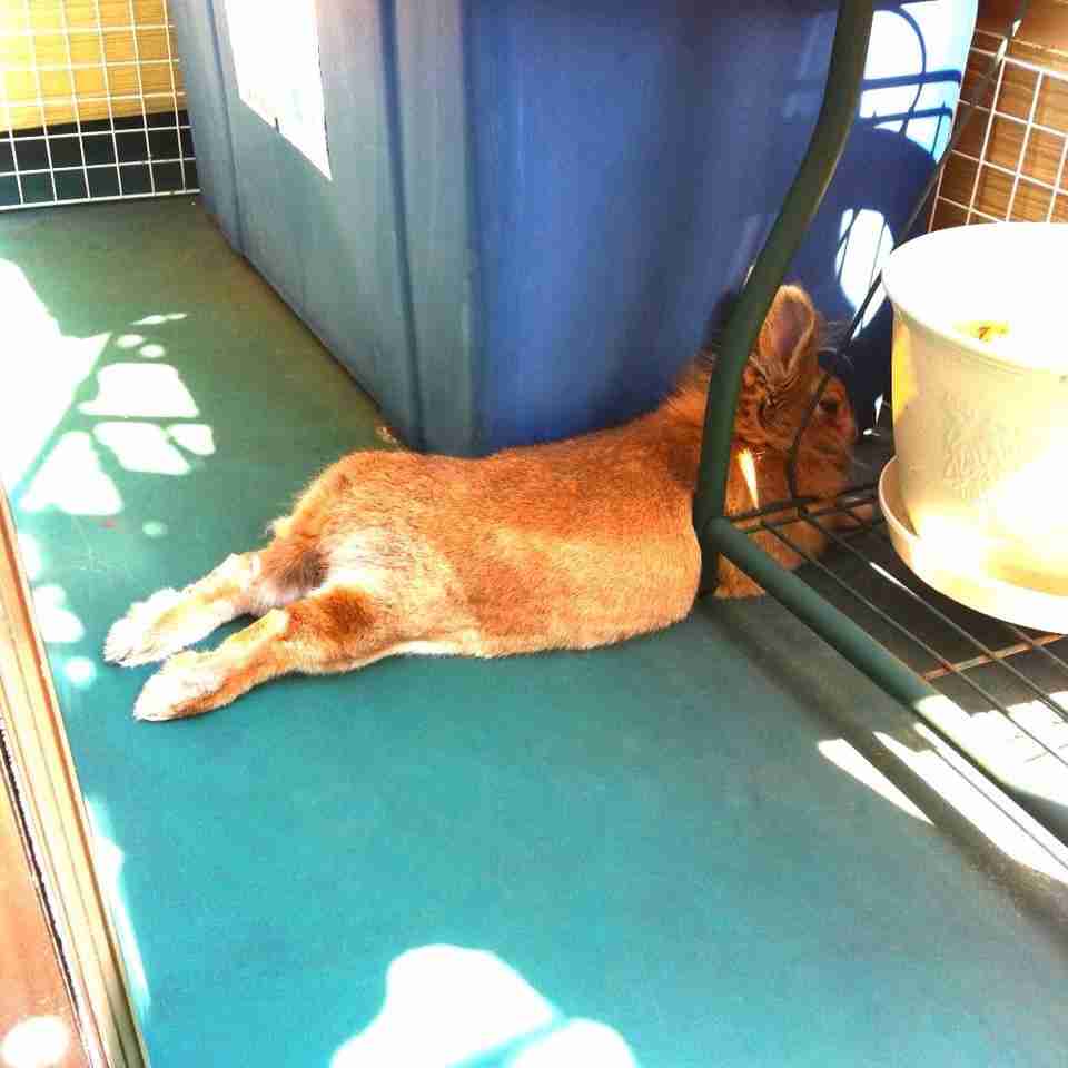 ねこ時々うさぎの写真を貼るトピ