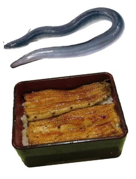 ねこ時々うさぎの写真を貼るトピ