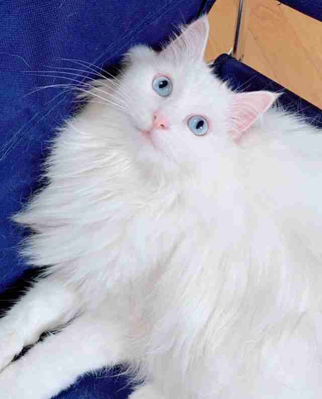 ねこ時々うさぎの写真を貼るトピ