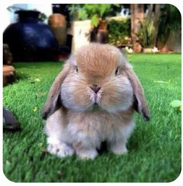 ねこ時々うさぎの写真を貼るトピ