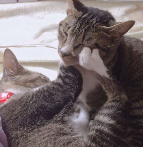 ねこ時々うさぎの写真を貼るトピ