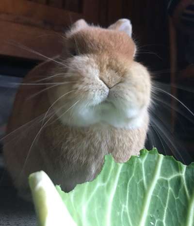 ねこ時々うさぎの写真を貼るトピ