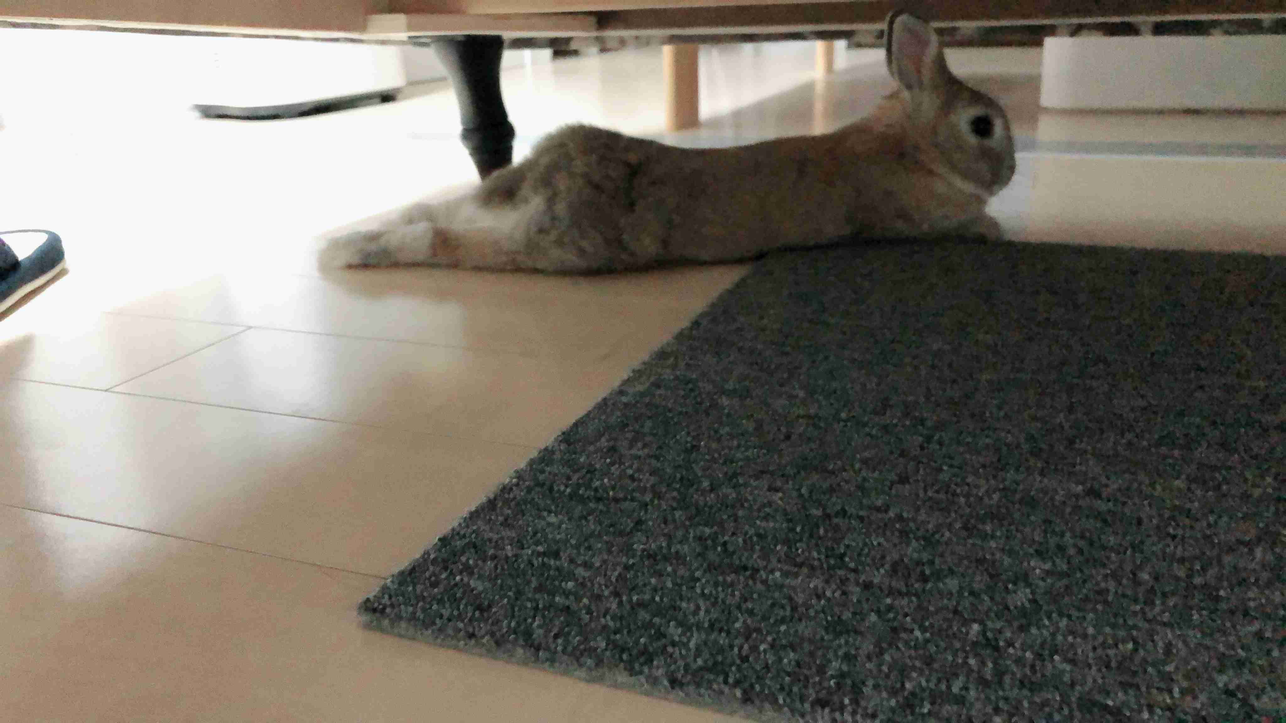 ねこ時々うさぎの写真を貼るトピ