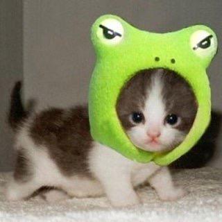 ねこ時々うさぎの写真を貼るトピ