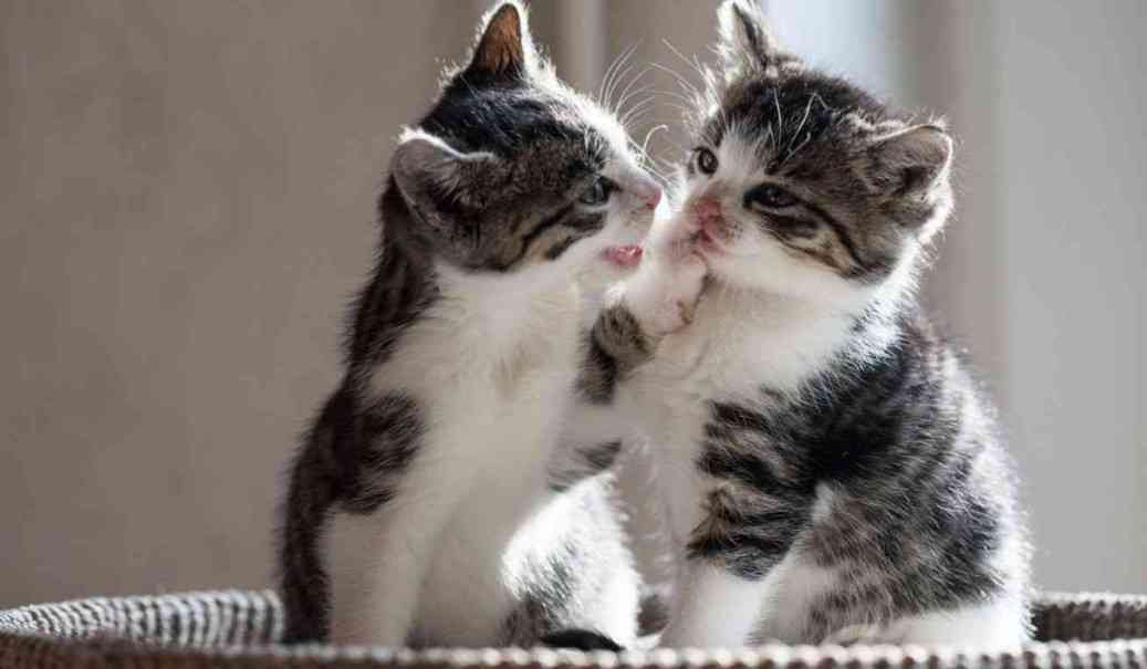 ねこ時々うさぎの写真を貼るトピ