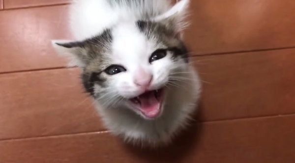 ねこ時々うさぎの写真を貼るトピ