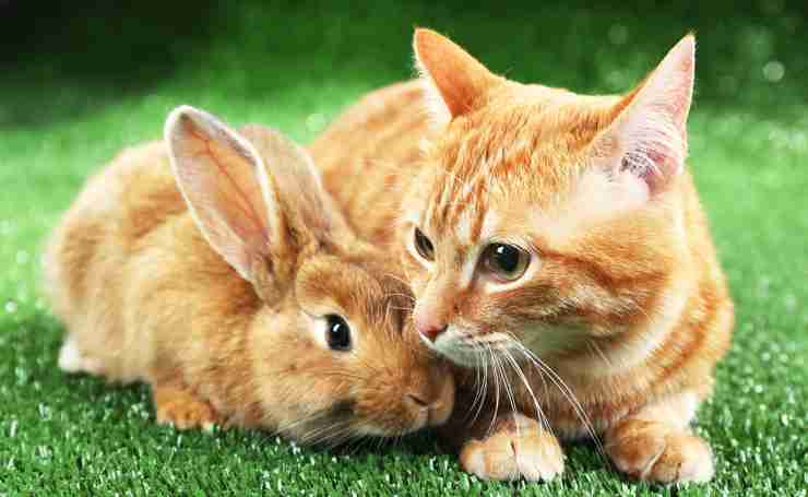 ねこ時々うさぎの写真を貼るトピ