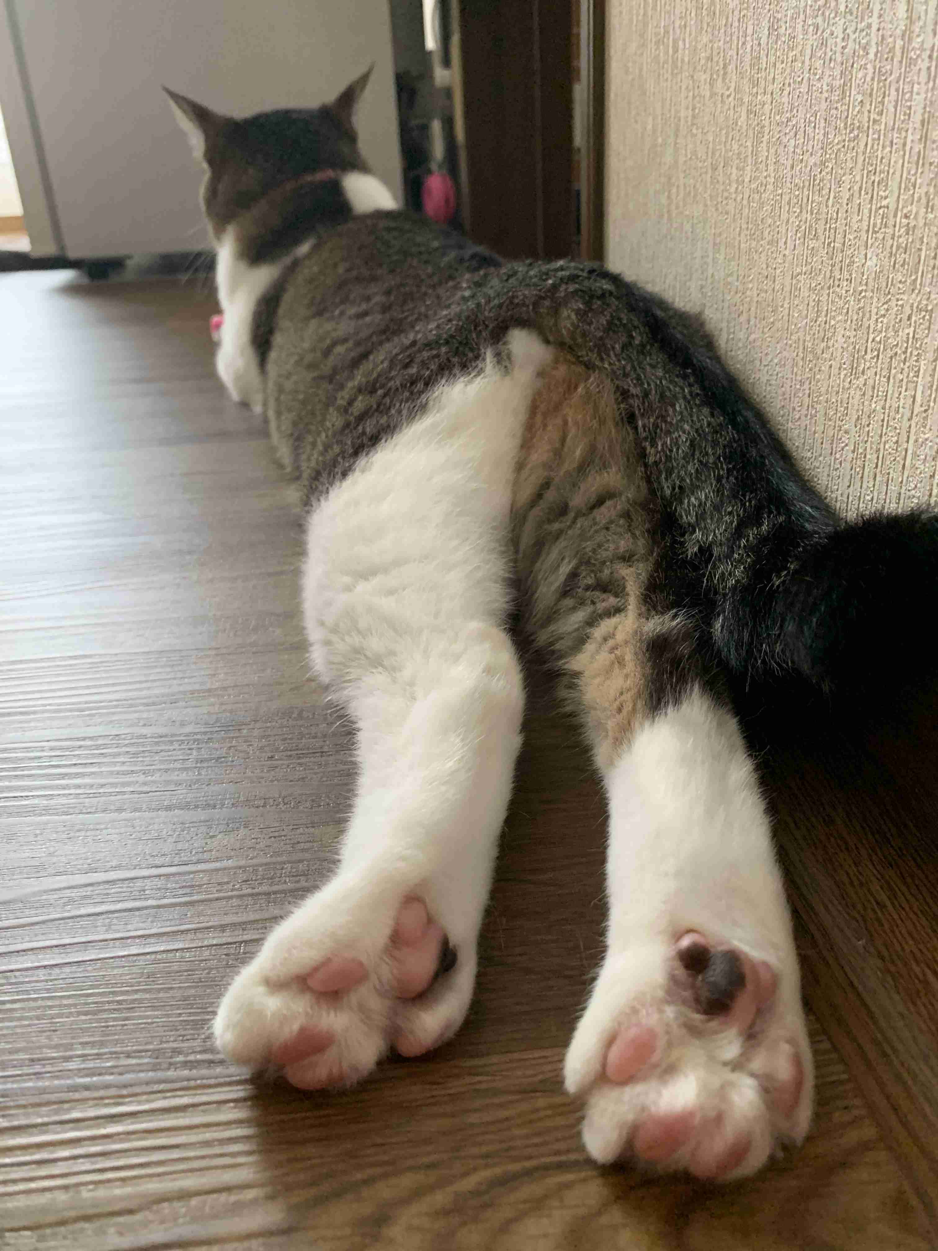 ねこ時々うさぎの写真を貼るトピ