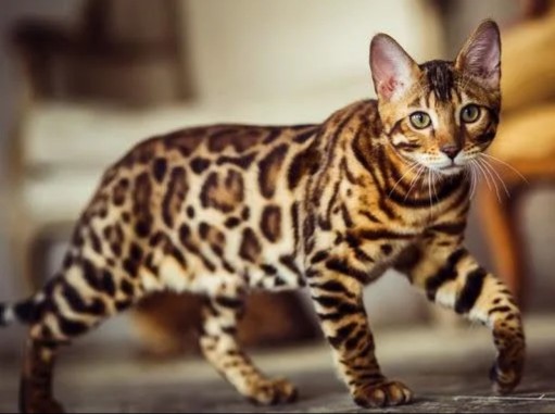 ねこ時々うさぎの写真を貼るトピ